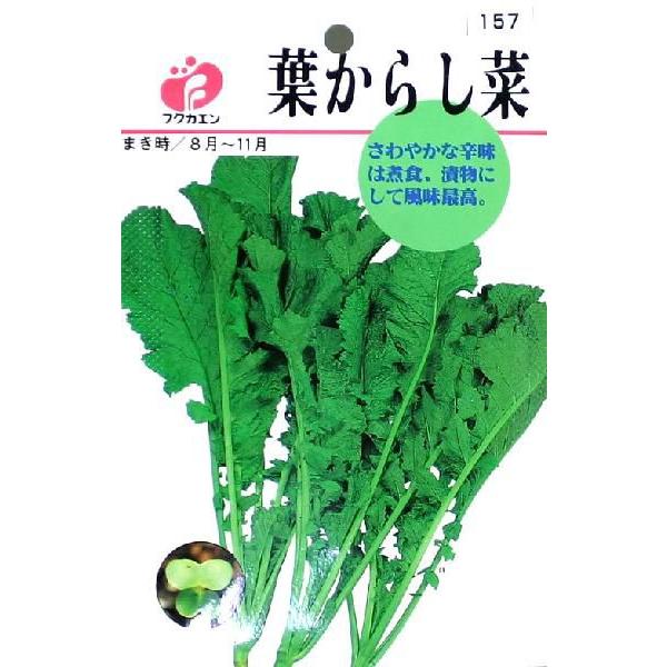 フクカエン 葉からし菜の種タネ Smilesquadhouston Com