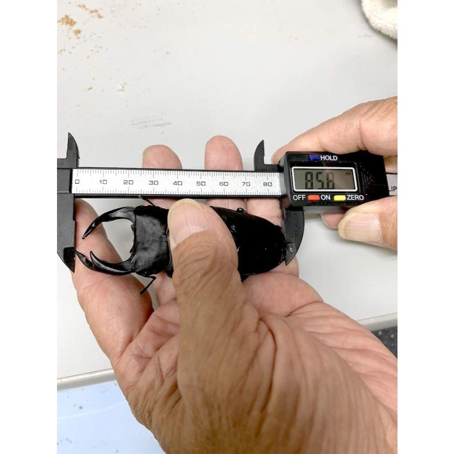 家殖床金 菌糸ボトル 1500cc 【かしょくしょうゴールド きんしびん 高