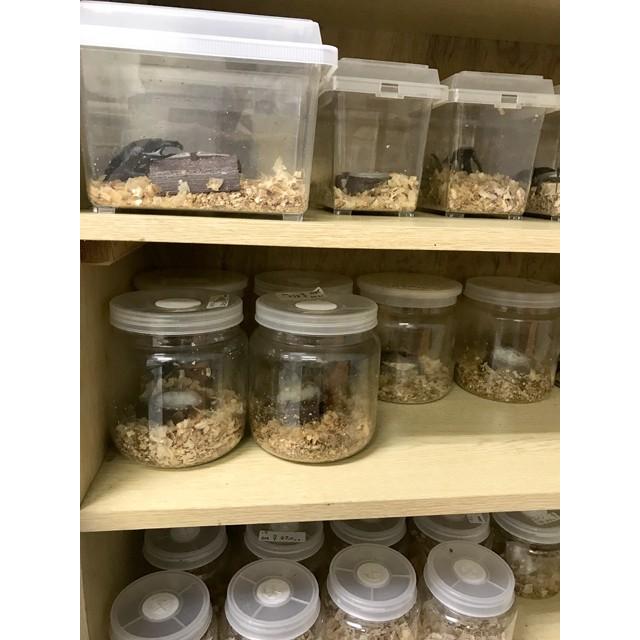 家殖床金 菌糸ボトル 1500cc 【かしょくしょうゴールド きんし 家殖床金 菌糸ボトル 1500cc 【かしょくしょうゴールド きんし