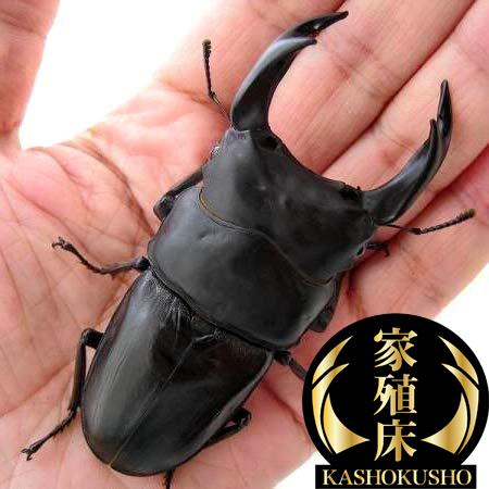 オオクワガタ 能勢YG メス単体45.0mm（即ブリ） : 万屋輝心堂 - 通販