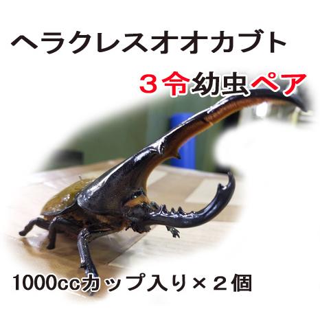 大型血統】ヘラクレスオオカブト 3令幼虫 ペア : 万屋輝心堂 - 通販 