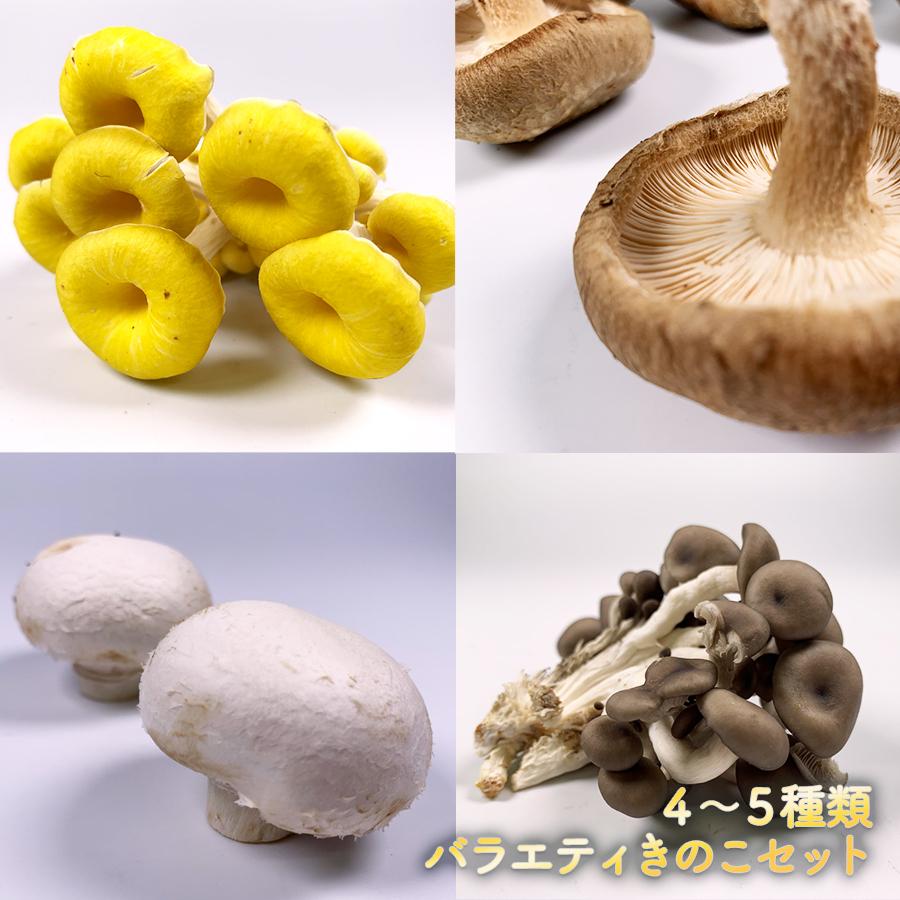バラエティきのこセット : 夜の八百屋さん - 通販 - Yahoo!ショッピング