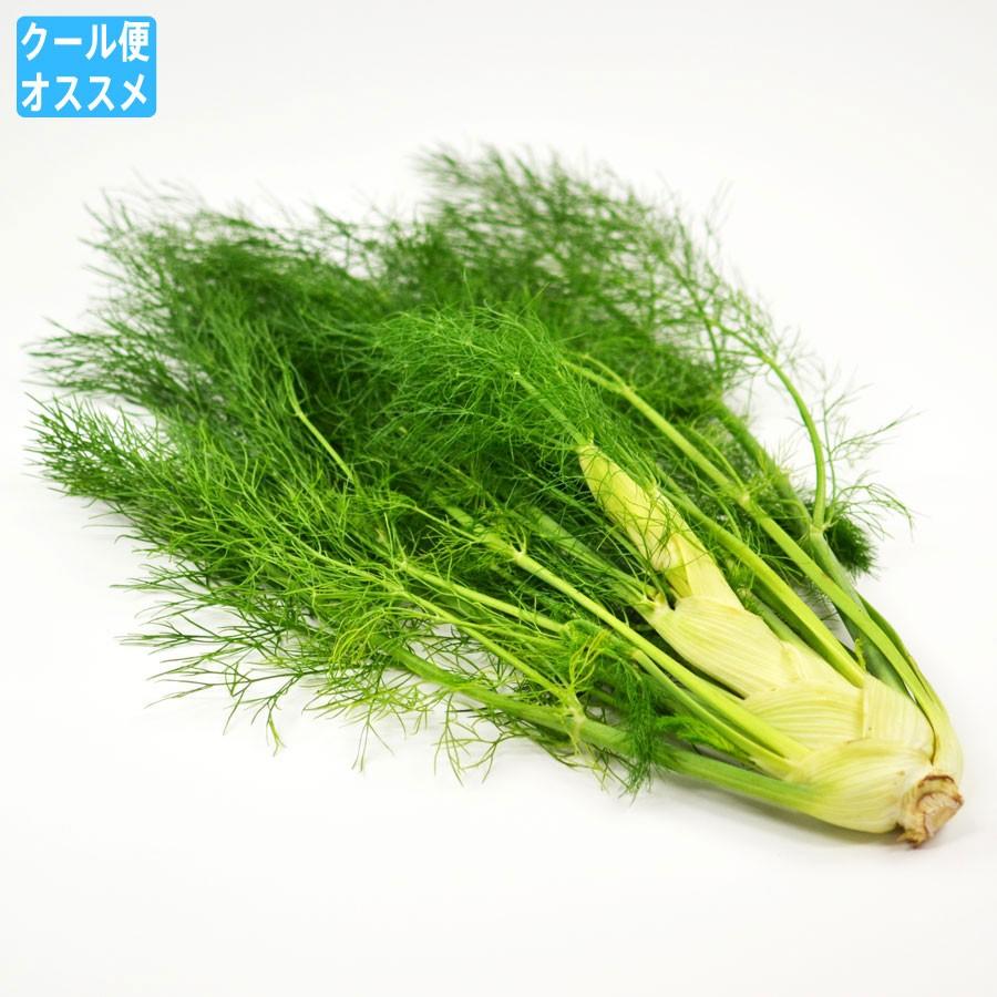 ウイキョウ 茴香（葉付きフェンネル Fennel fenouil Finocchio） : 夜