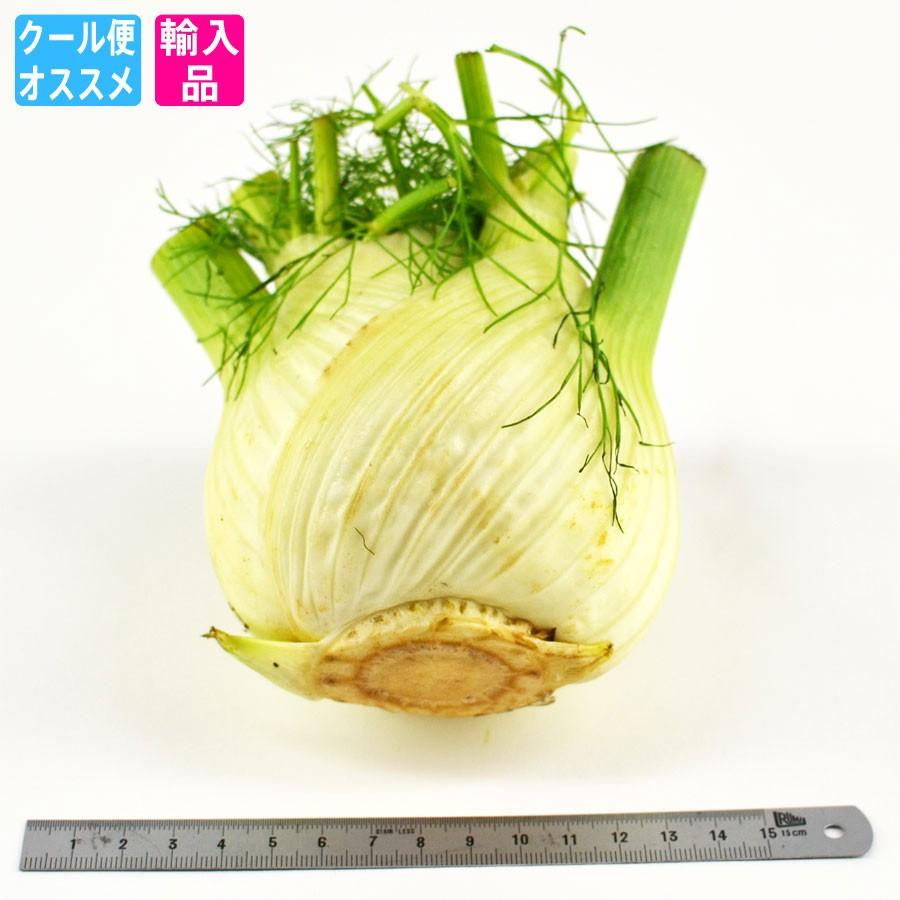 ウイキョウ 茴香 （葉なしフェンネル Fennel fenouil Finocchio） : 夜