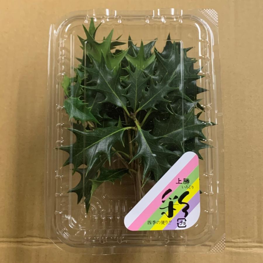 柊 日本全国送料無料 ひいらぎ ヒイラギ