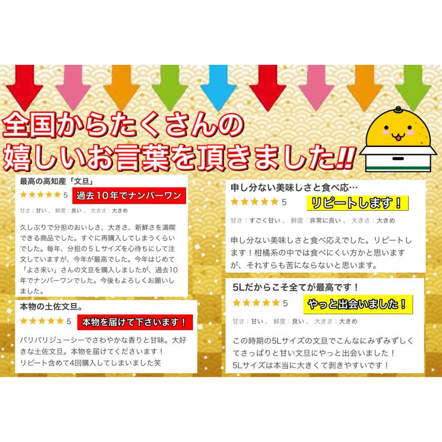 文旦 土佐文旦 10kg サイズお任せ (約20〜30玉）訳あり ご家庭用   高知県産 10キロ ぶんたん  【サイズお任せ１０キロ　土佐文旦】《２〜３営業日で発送》｜yosakoi-yafuu-store｜08