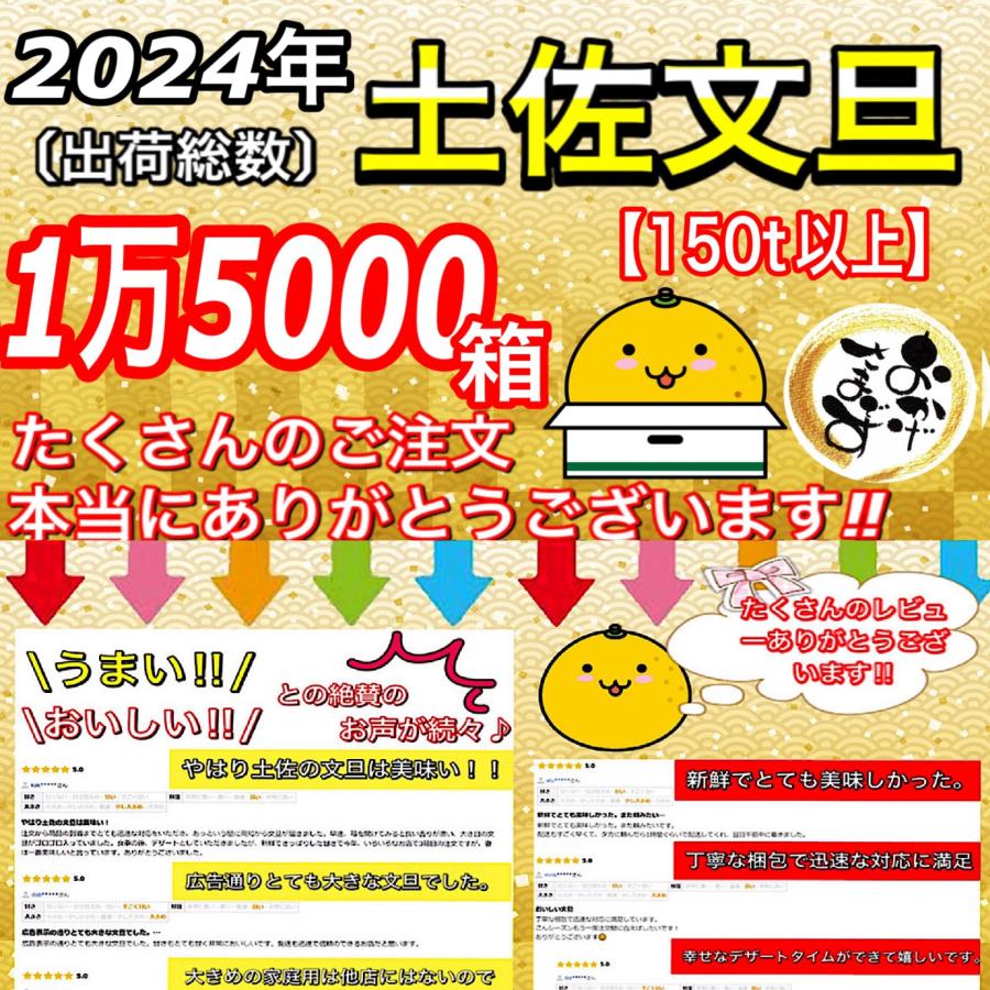 文旦 土佐文旦 5kg サイズお任せ (約12〜17玉）訳あり ご家庭用 高知県