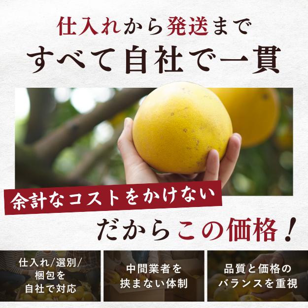 文旦 《本当に訳あり》 土佐文旦 10kg サイズお任せ (約20〜30玉）訳