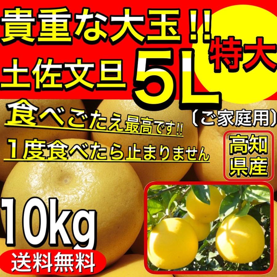 文旦 土佐文旦 高知県産 特大 5L サイズ 約 10kg ご家庭用 ぶん 文旦 土佐文旦 高知県産 特大 5L サイズ 約 10kg ご家庭用 ぶん