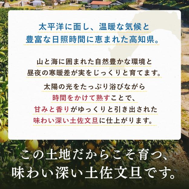 文旦 土佐文旦 高知県産 特大 5L サイズ 約 10kg ご家庭用 ぶんたん