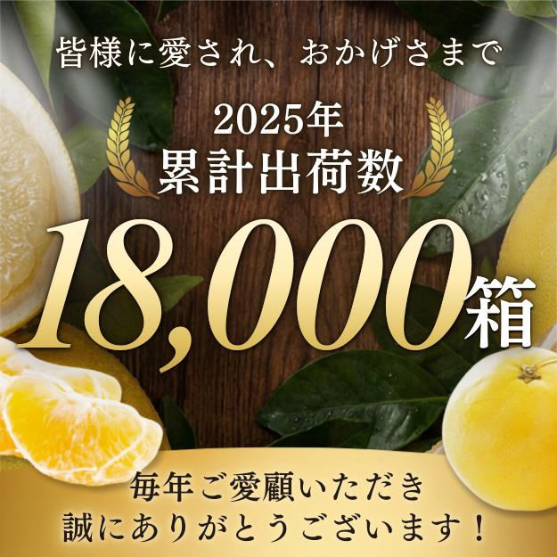 土佐文旦 メガ盛 20kg （10kg×2箱） 高知県産 文旦 大玉4L3L 混合 20