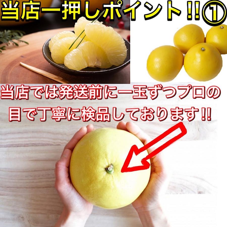 土佐文旦 メガ盛 20kg (10kg×2箱) 高知県産 文旦 大玉4L3L 土佐文旦 メガ盛 20kg (10kg×2箱) 高知県産 文旦 大玉4L3L