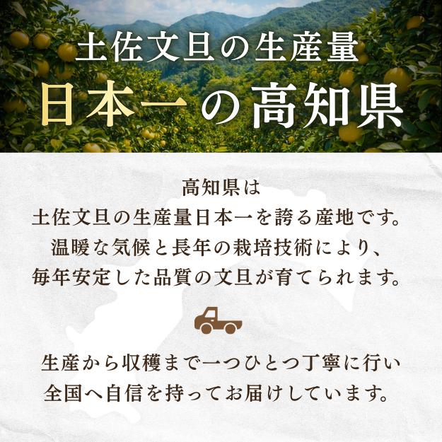 訳あり 文旦 大玉限定 土佐文旦 4L 3L 混合 10kg 高知県産 ぶんたん