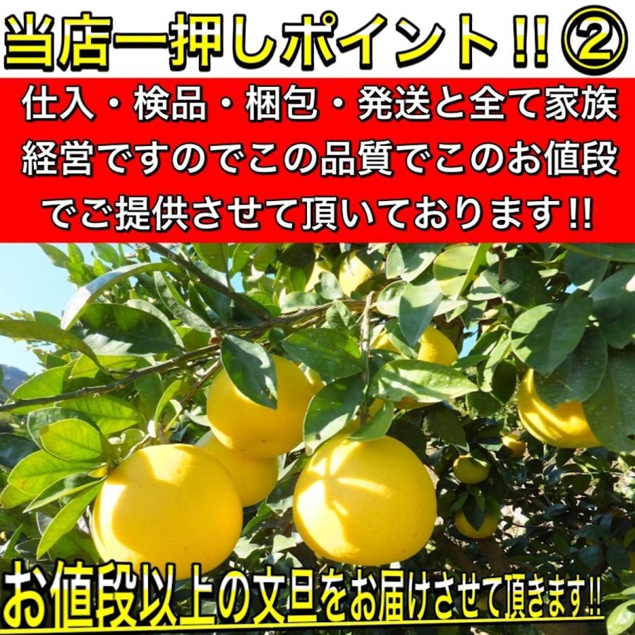 文旦 土佐文旦 5kg 大玉 4L 3L 混合 (約10玉前後）訳あり 家庭用 5キロ