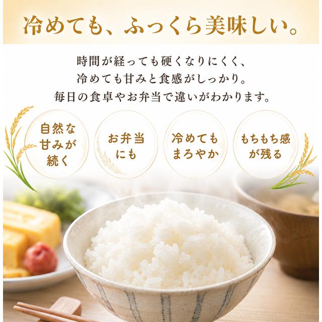米 令和8年産 予約 新米 お米 10kg (5kg×2袋) 高知県産 【 コシヒカリ