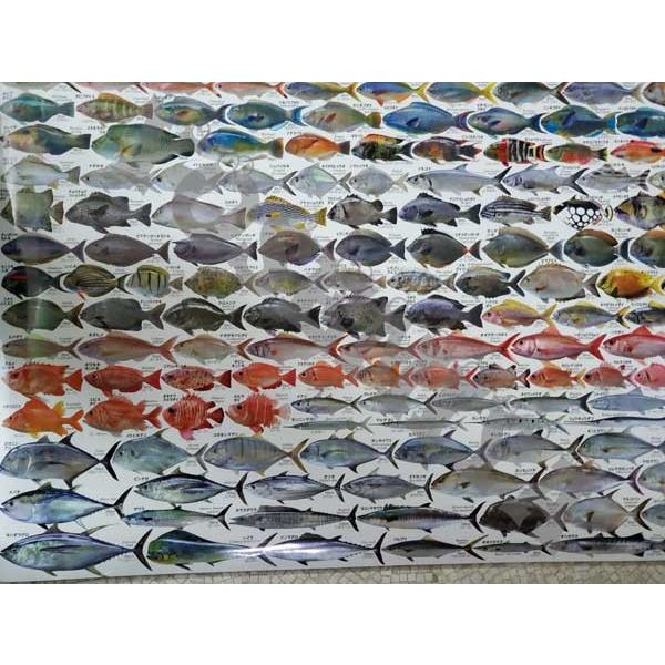 おきなわの魚 ２９２種類 A1ポスター Sakana Poster ルアーショップyosemiya 通販 Yahoo ショッピング