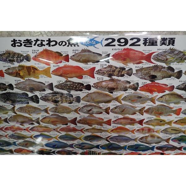 おきなわの魚 292種類 A1ポスター : ルアーショップYOSEMIYA おきなわの魚 292種類 A1ポスター : ルアーショップYOSEMIYA
