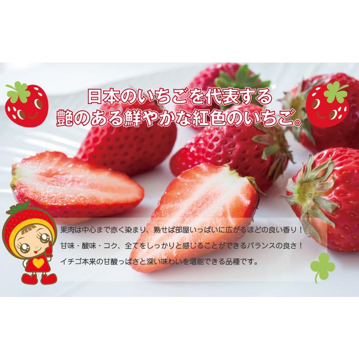 いちご 贈答用 朝摘み紅ほっぺ 12粒 380ｇ 送料無料 岡山県産 イチゴ 苺 |  | 02