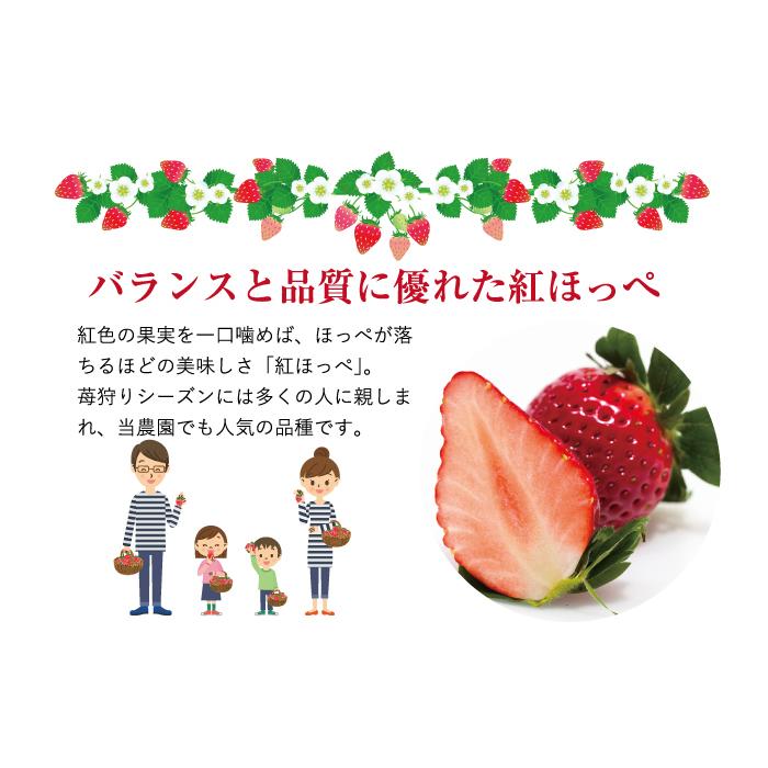 いちご 贈答用 朝摘み紅ほっぺ 12粒 380ｇ 送料無料 岡山県産 イチゴ 苺 |  | 03