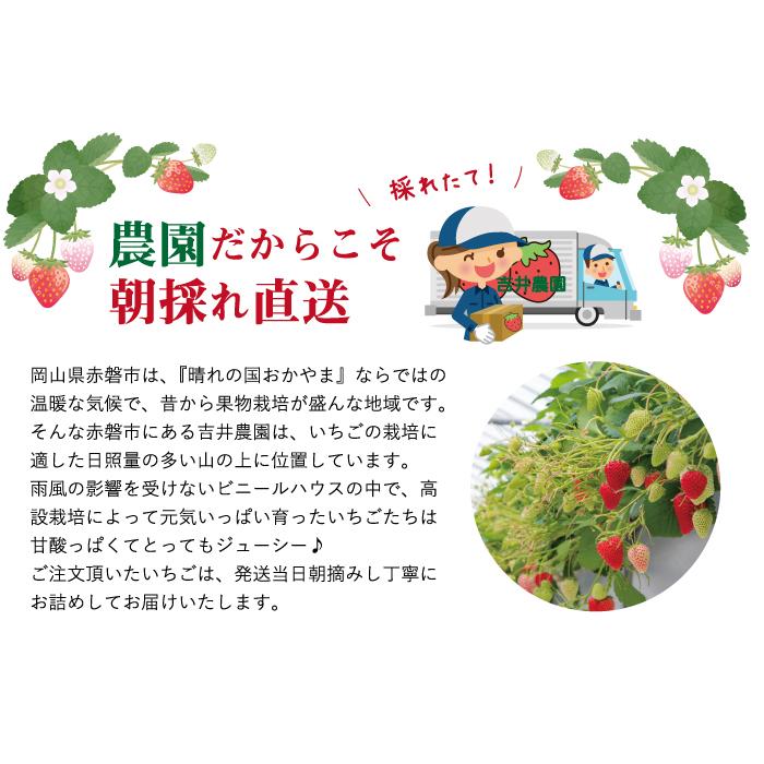 いちご 贈答用 朝摘み紅ほっぺ 12粒 380ｇ 送料無料 岡山県産 イチゴ 苺 |  | 04