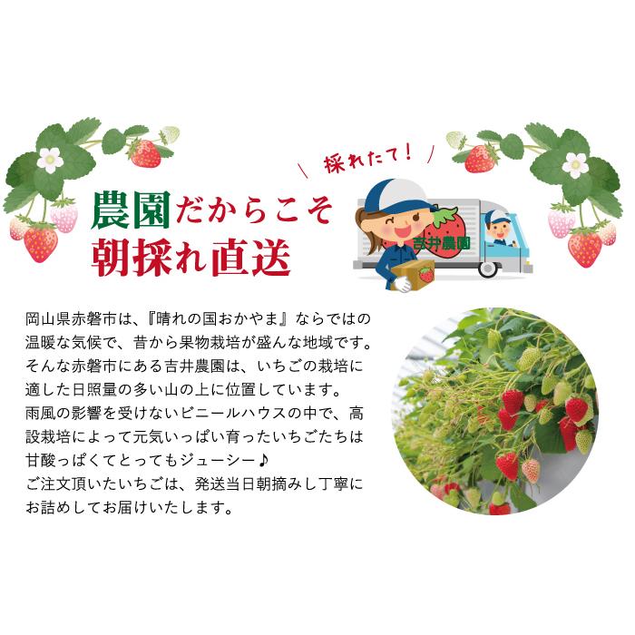 いちご 贈答用 朝摘みLaLa Berry（おいCベリー） 12粒 380ｇ 送料無料 岡山県産 イチゴ 苺 |  | 04