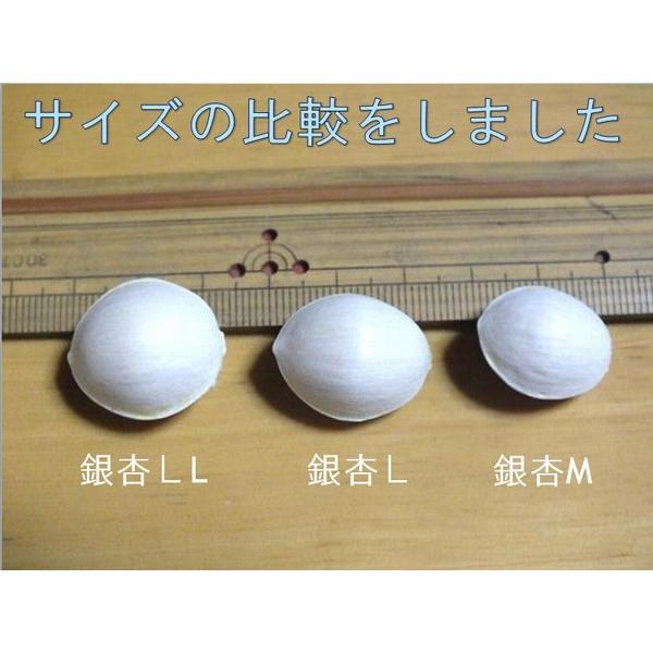 ぎんなんギンナン銀杏M（Lサイズ相当品）（大分県耶馬溪産）1kg