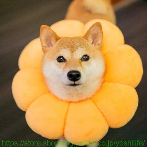 エリザベスカラー ソフトタイプ 送料込 猫用 猫用品 猫グッズ 犬用 犬用品 犬グッズ 布製 かわいい ペット用品 エリザベス クッション 花 ドーナツ