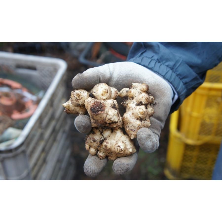 九州宮崎県産100％ 菊芋の粉末 100ｇ×3袋_3