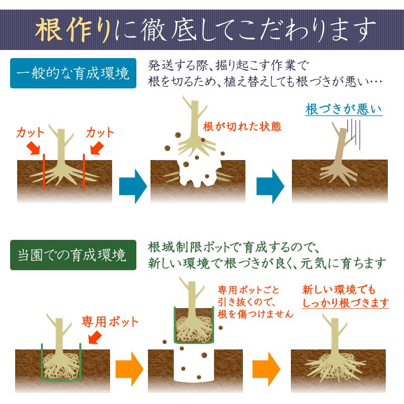 カラマタ 現品発送 全高2 6ｍ 果樹 カラマタ 送料無料 苗木 植木 Kr63 吉岡さん家のオリーブ園 オリーブの木 Kr63 安心発送即出荷 果樹