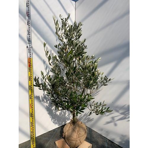 最適な価格 オリーブの木 カラマタ Kr70 全高1 5ｍ 送料無料 現品発送 Kr70 吉岡さん家のオリーブ園 通販 Yahoo ショッピング 保障できる Foroactua Com