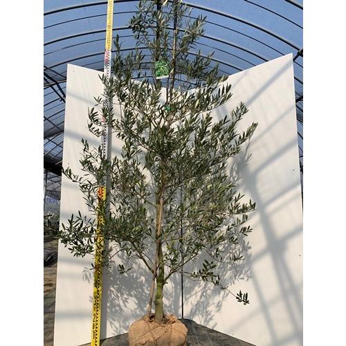 最新人気 オリーブの木 ネバティロブランコ Nb43 全高2 1ｍ 送料無料 現品発送 Nb43 吉岡さん家のオリーブ園 通販 Yahoo ショッピング 最適な価格 Missbargainhuntress Com