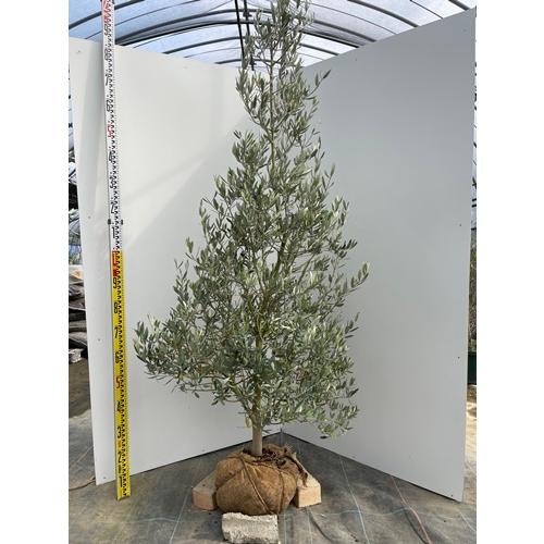 １本でも実がなるオリーブの品種ピクアルに花が咲きました ミドリトキ色