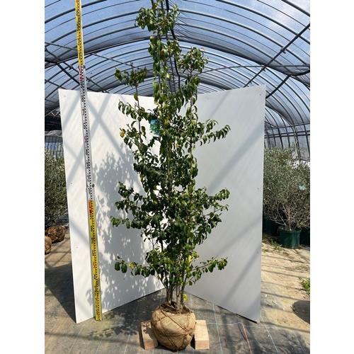 100 本物保証 ソヨゴ 雌株 モチノキ科 So5 全高2 2ｍ 送料無料 現品発送 新規購入 Zoetalentsolutions Com