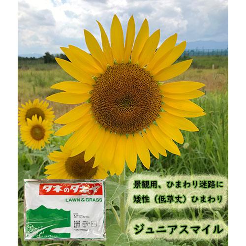 景観・緑肥用ひまわり】矮性ひまわり種子 ジュニアスマイル 500g 景観