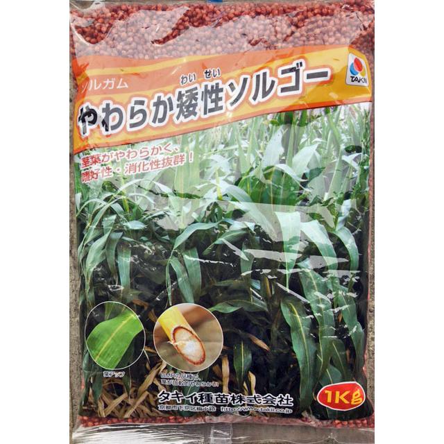 緑肥用種子 ソルガム やわらか矮性ソルゴー 1kg【緑肥、景観用の種