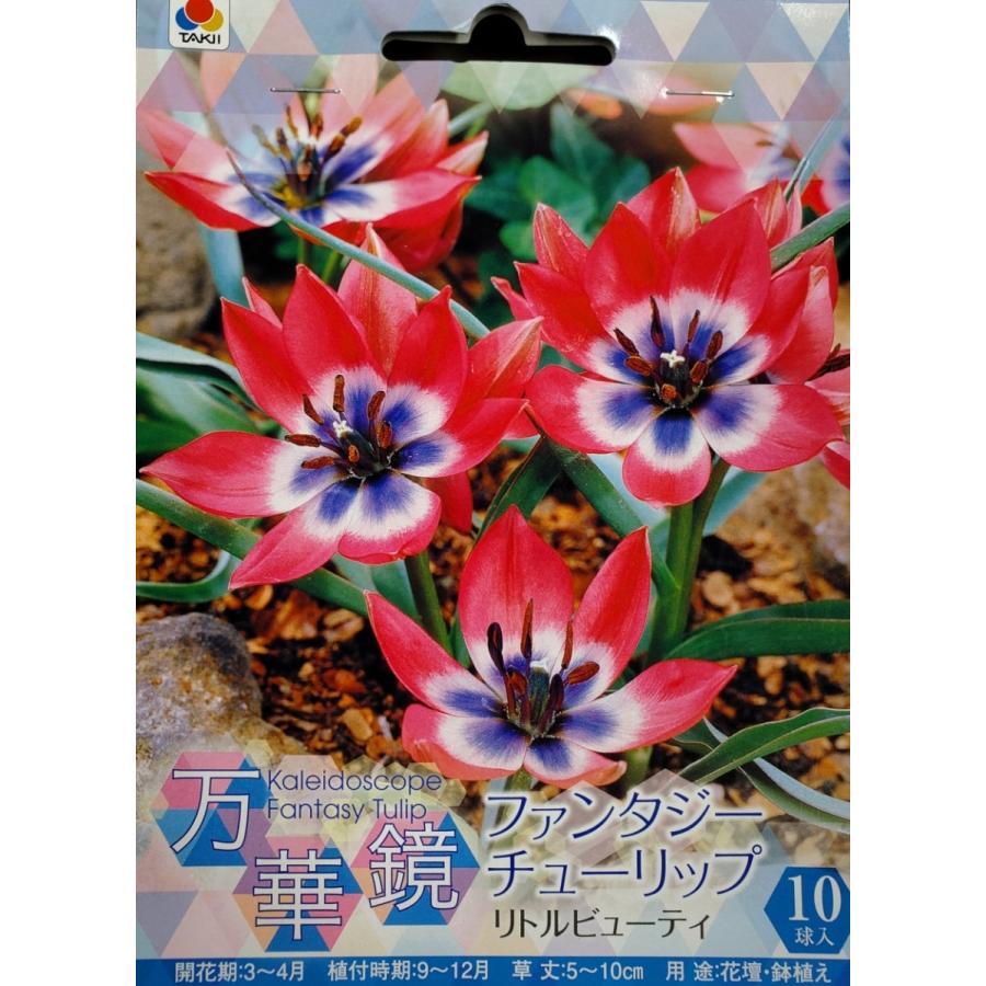 原種系チューリップ球根 リトルビューティ― 10球 : 吉谷農芸Yahoo!店