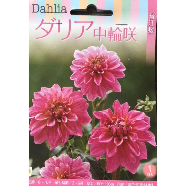 ダリア球根 中輪咲 音江桜 1球入り : 吉谷農芸Yahoo!店 - 通販 - Yahoo