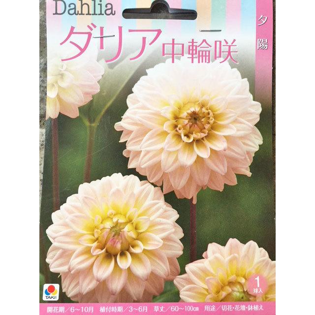 ダリア球根 中輪咲 夕陽 1球入り Sicspace Net