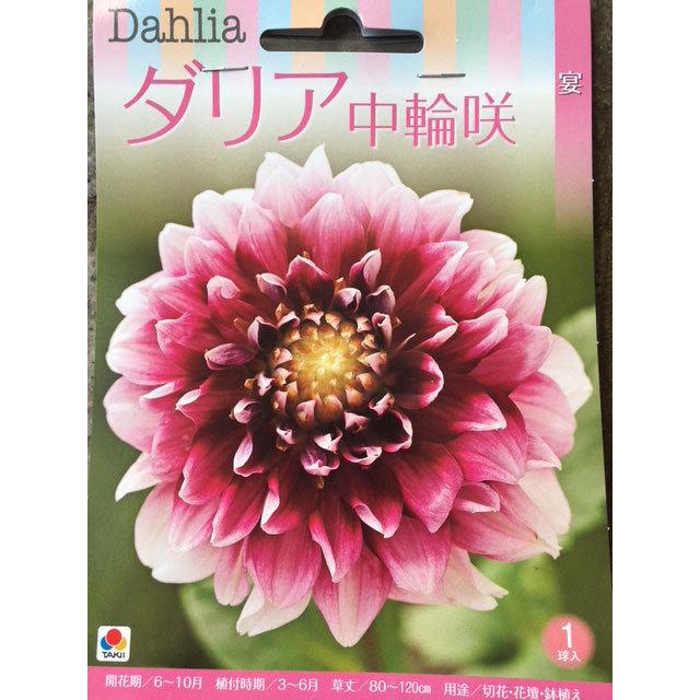 ダリア球根 中輪咲 宴 1球入り : 吉谷農芸Yahoo!店 - 通販 - Yahoo