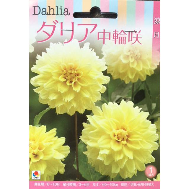 ダリア球根 中輪咲 涼月 1球入り : 吉谷農芸Yahoo!店 - 通販 - Yahoo
