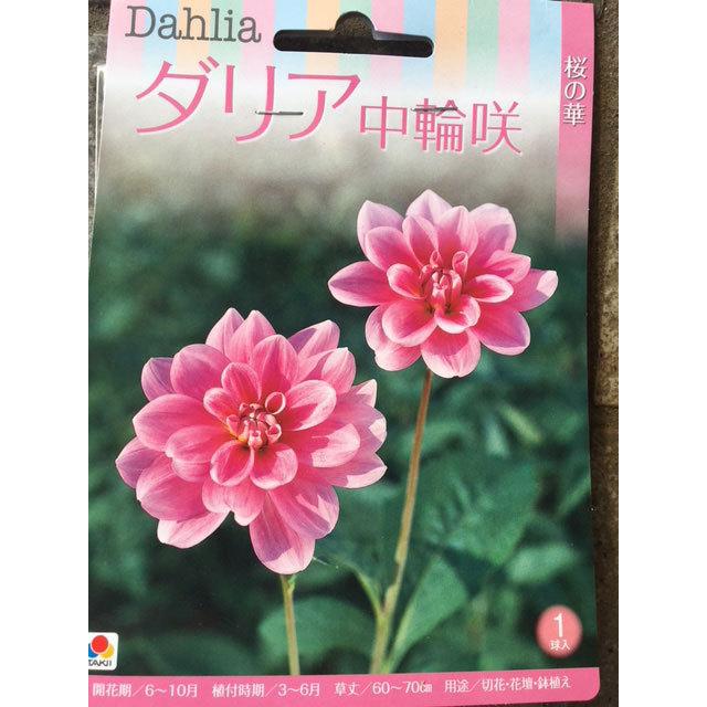 ダリア球根 中輪咲 桜の華 1球入り : 吉谷農芸Yahoo!店 - 通販 - Yahoo