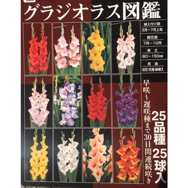 25品種の大ボリューム！！グラジオラス球根 グラジオラス図鑑 25品種25