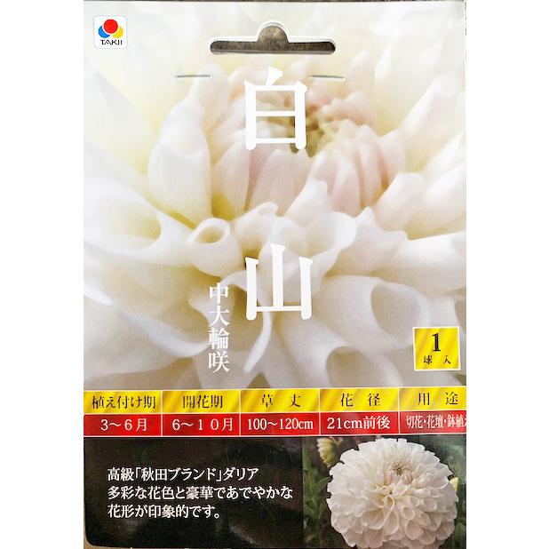 中大輪咲ダリア球根 白山 1球入り : 吉谷農芸Yahoo!店 - 通販 - Yahoo
