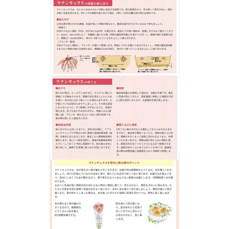 ラナンキュラス球根 お徳用パック バイカラー混合 10球