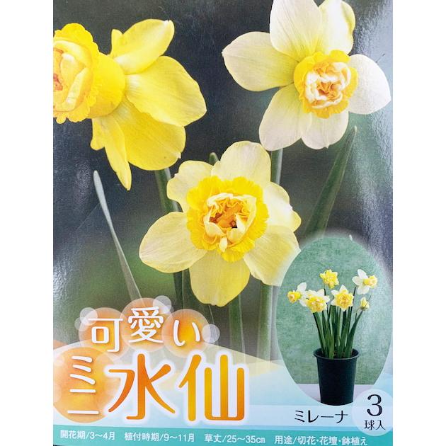 椿 水仙3球 水仙 球根 ミニ水仙 ミレーナ 3球入り : 吉谷農芸Yahoo!店 - 通販