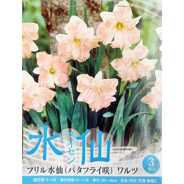 水仙 球根 ワルツ バタフライ咲 3球入り : 吉谷農芸Yahoo!店 - 通販