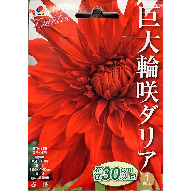 巨大輪咲きダリア球根 赤陽 1球入り : 吉谷農芸Yahoo!店 - 通販