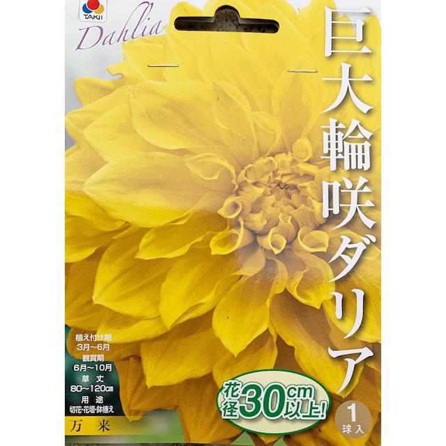 巨大輪咲きダリア球根　万来　1球入り（Yahoo!・吉谷農芸Yahoo!店）