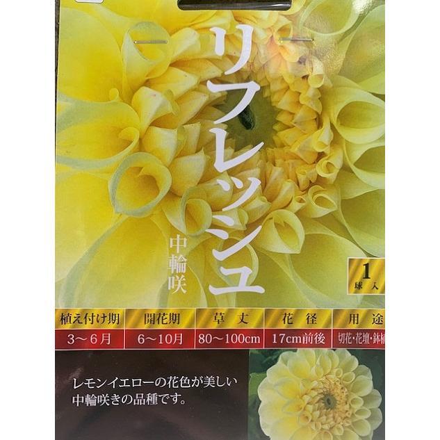 ボール咲ダリア球根 リフレッシュ 1球入り : 吉谷農芸Yahoo!店 - 通販