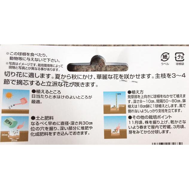 ボール咲ダリア球根 リフレッシュ 1球入り : 吉谷農芸Yahoo!店 - 通販